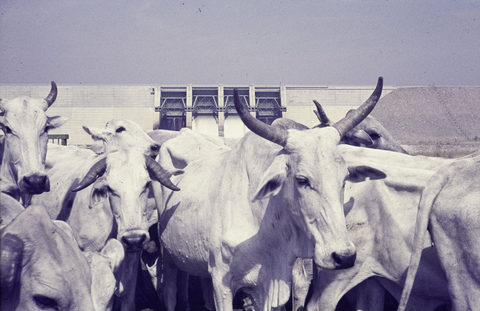 ASC Leiden - Rietveld Collection - Nigeria 1970 - 1973 - Livestock